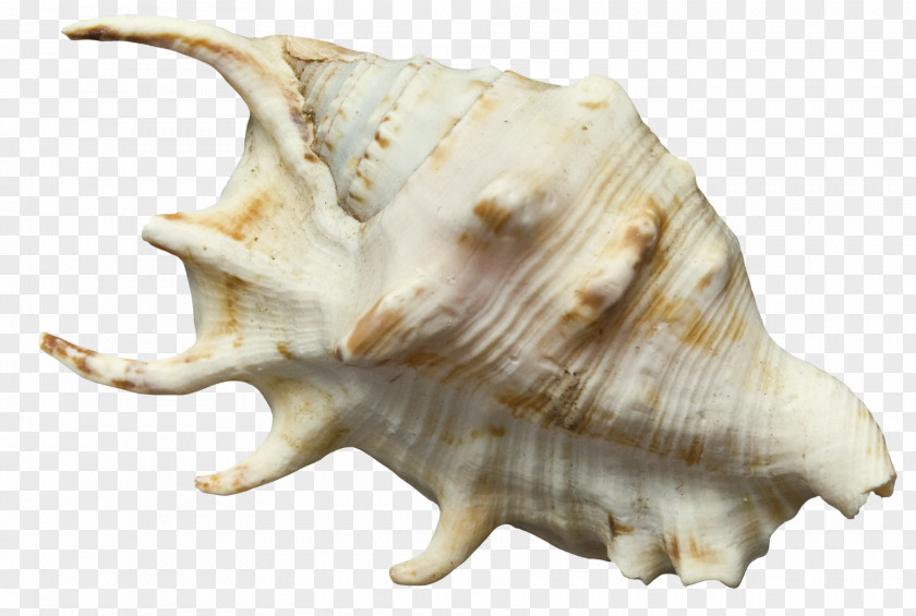 White Conch Seashell Clip Art PNG