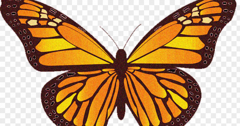 Butterfly Monarch Wing Clip Art PNG