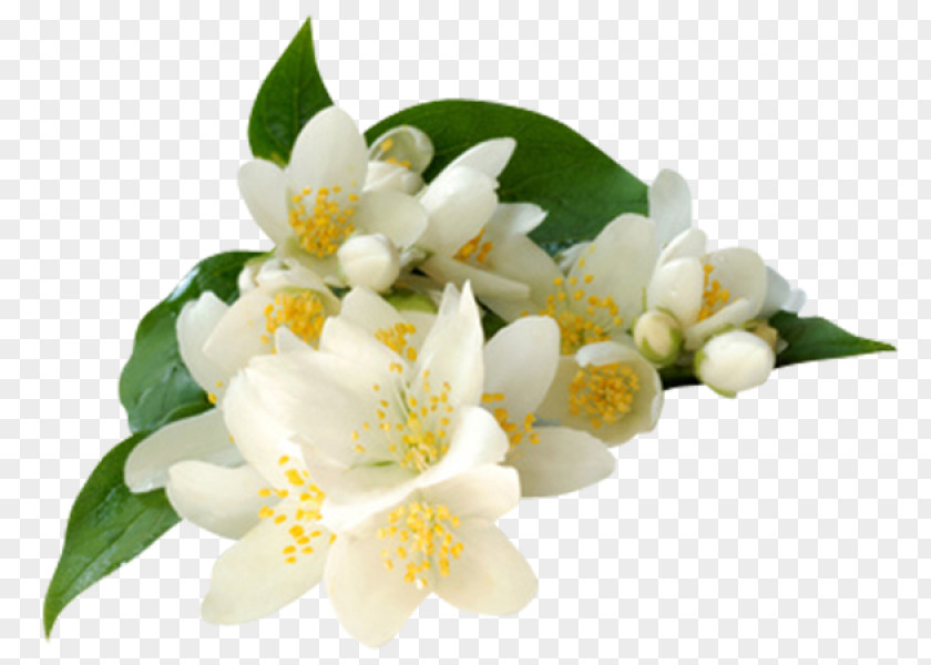 Flower Arabian Jasmine Clip Art PNG