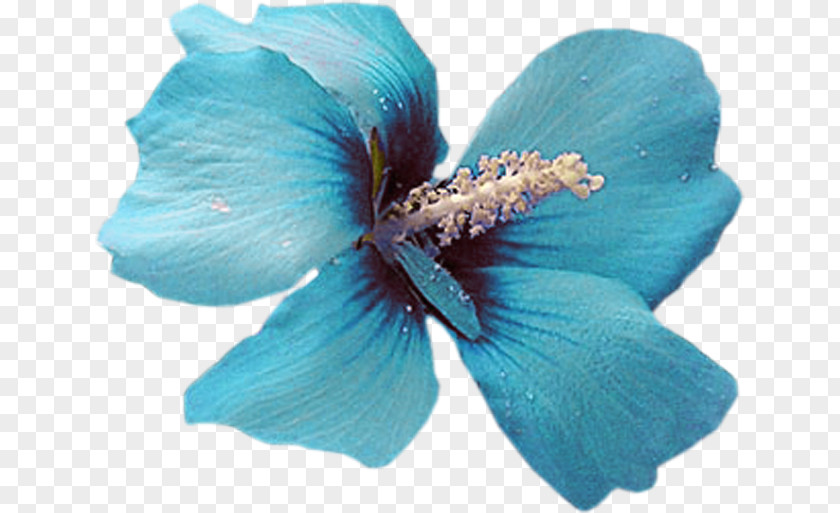Flower Blue Color Petal Turquoise PNG
