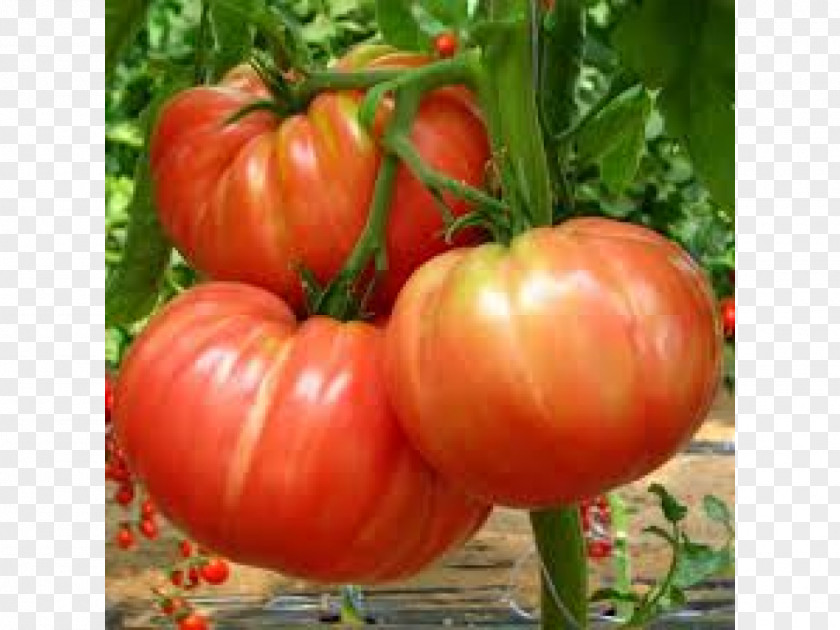 Gazania Belmonte Calabro Seed Heirloom Tomato Beefsteak Capsicum PNG