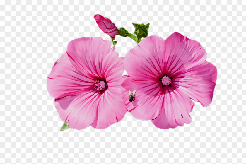 Geraniales Geraniaceae Flower Petal Pink Plant Flowering PNG