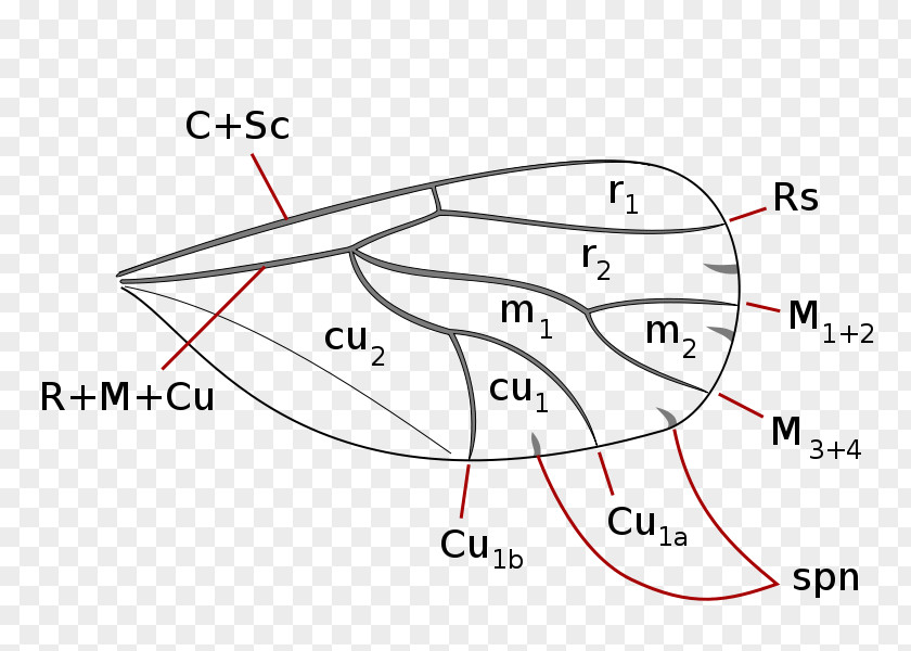 Insect Wing Jumping Plant Louse Coccoidea Animal PNG