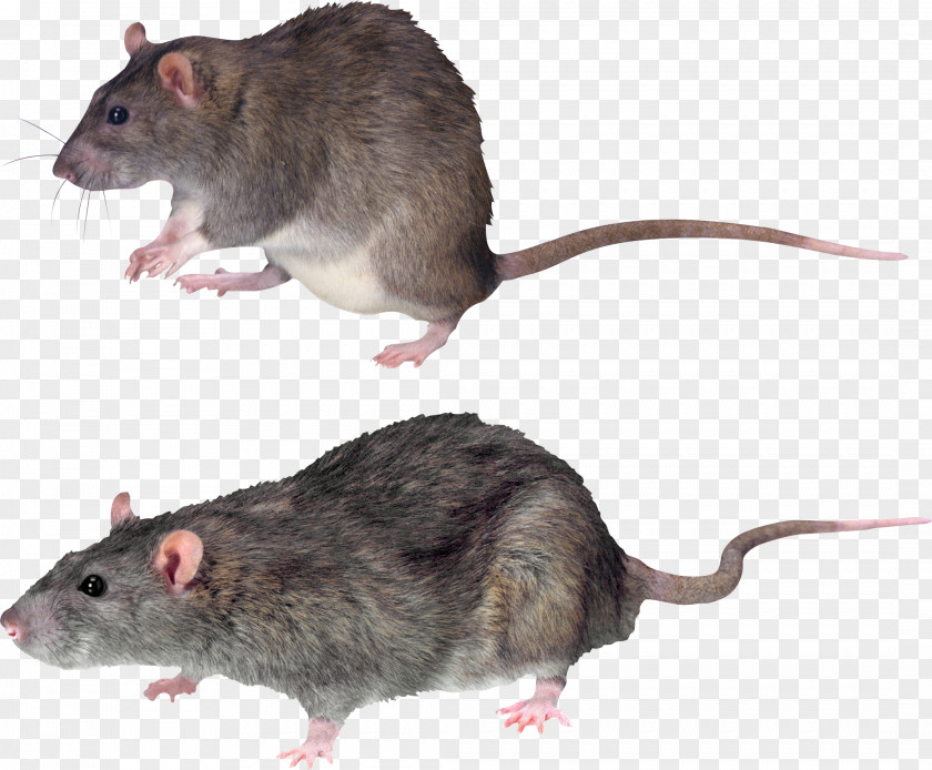 Mouse, Rat Image Brown Rodent Summit Black PNG
