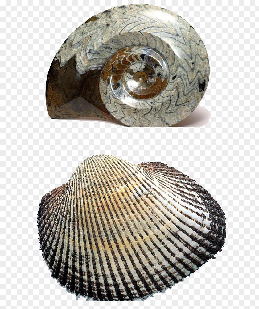 Sea Snails Fossil Download Computer File PNG