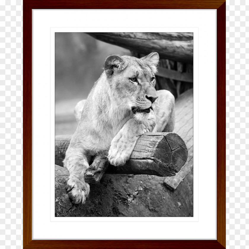 African Animals Lion Cat Tiger Wildlife Elephant PNG