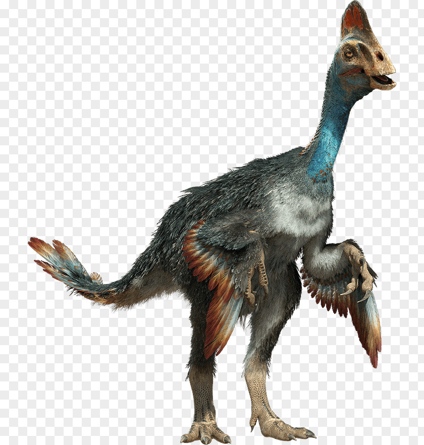 Dinosaur Velociraptor Chirostenotes Baryonyx Gorgosaurus Nomingia PNG