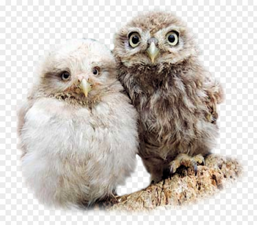 Owl Baby Owls Bird Barn Little PNG