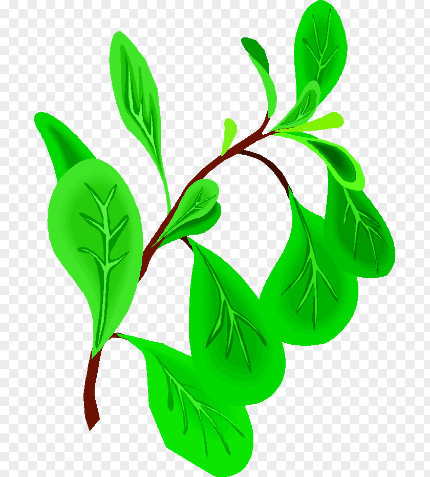 Affittacamere La Guglia Oregano Herb Basil Clip Art PNG