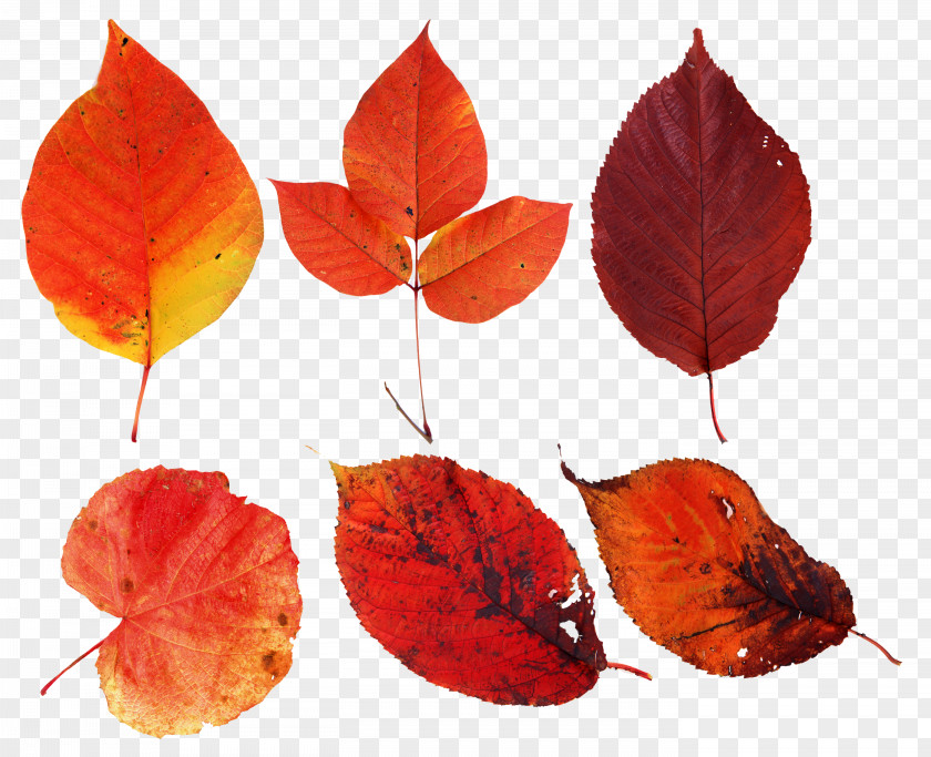 Autumn Leaves Leaf Clip Art Image PNG