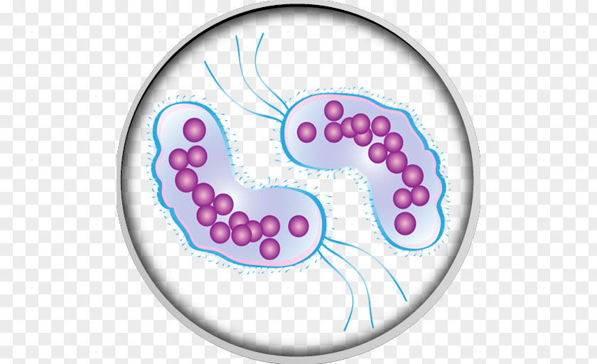 Bacteria Microorganism Infection Virus Clip Art PNG