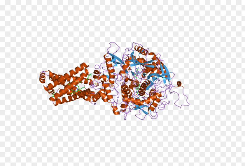 Citric Succinate Dehydrogenase Complex Subunit C SDHB SDHA SDHD PNG
