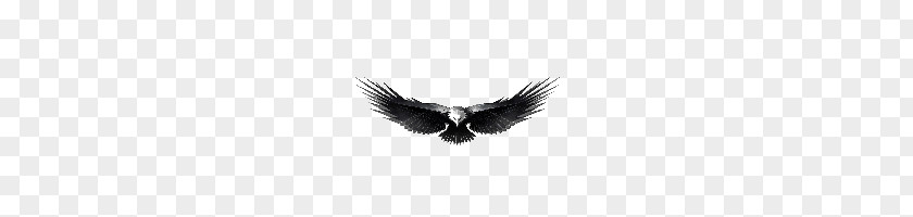 Eagle PNG clipart PNG