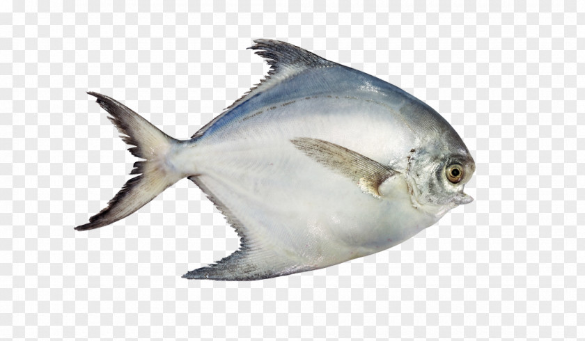 Fish Atlantic Pomfret Pampus Argenteus Black Food PNG