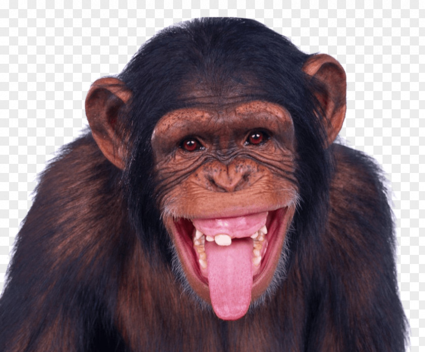 Monkey Clip Art Transparency Image PNG