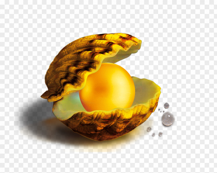 Pearl Shell Information Seashell Google Images PNG