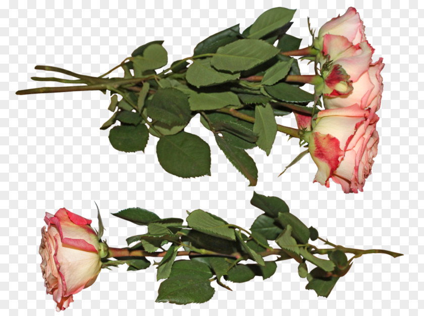 Rose Garden Roses Cut Flowers DeviantArt Petal PNG