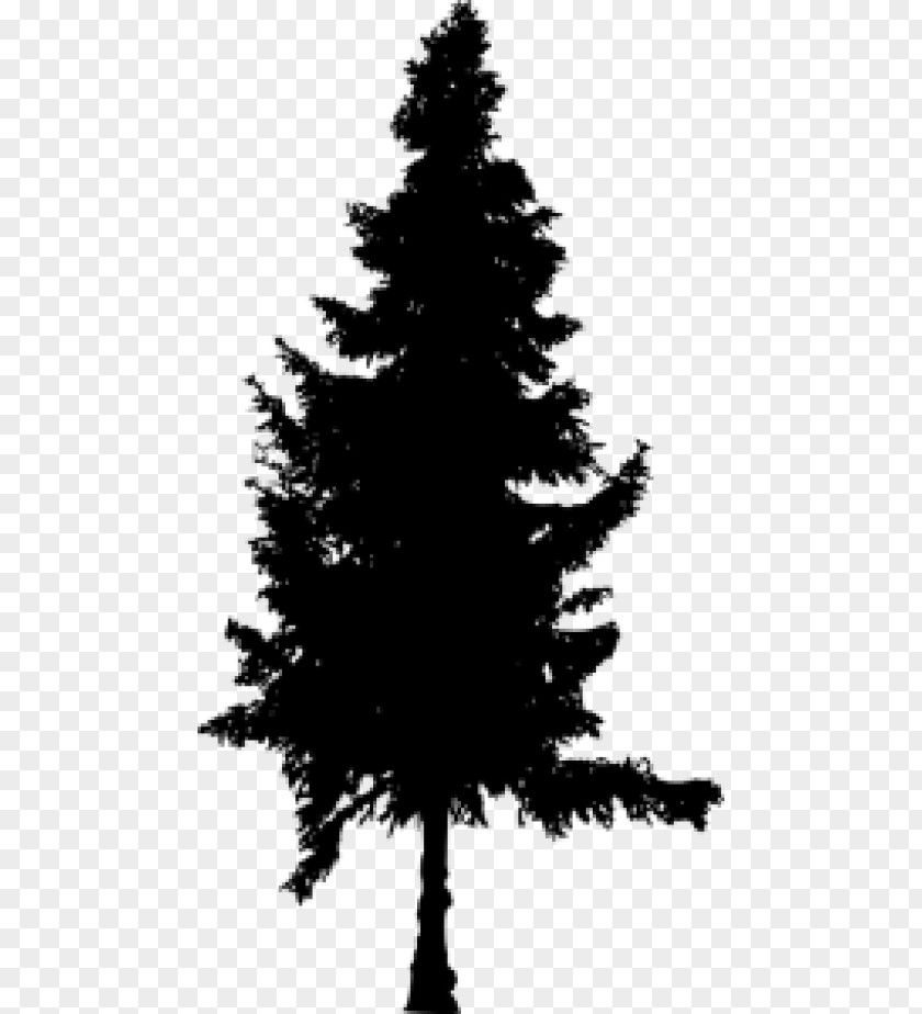 Silhouette Spruce Pine Fir PNG