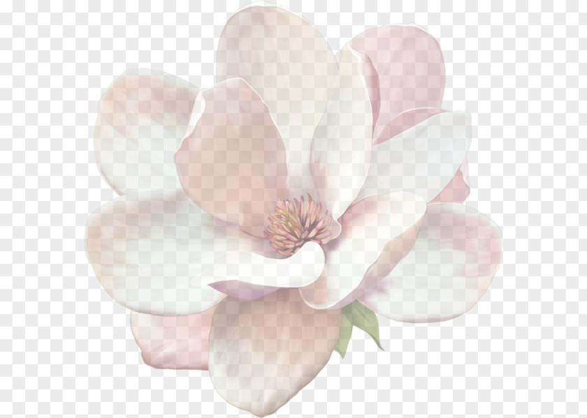 Southern Magnolia Blossom Petal Flowering Plant Flower White Pink PNG
