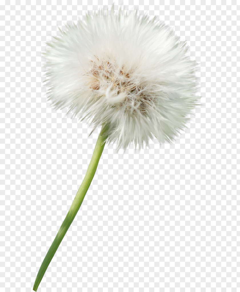 Dandelion Element Flower Photography Clip Art PNG