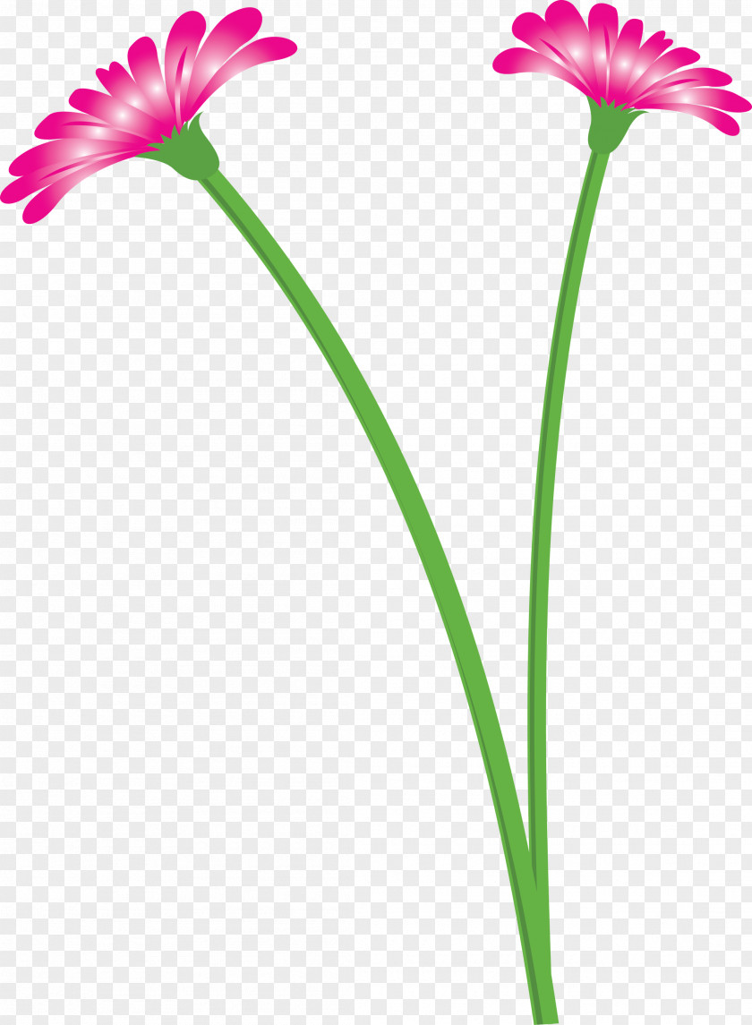 Dandelion Flower PNG