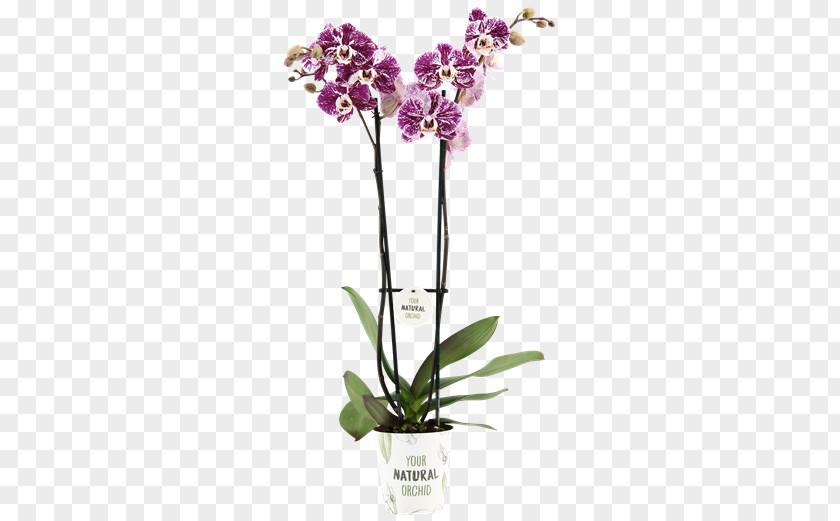 Flower Moth Orchids Cattleya Cut Flowers Flowerpot PNG