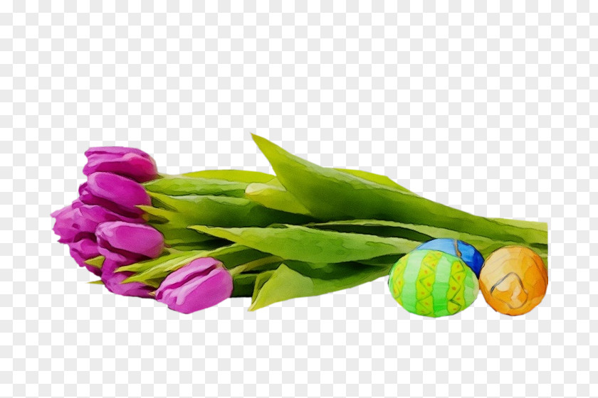 Flower Tulip Plant Violet Petal PNG