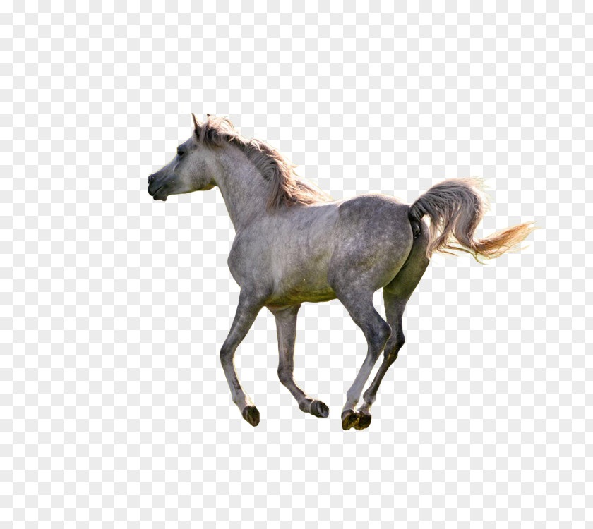 Running Horse American Paint Rocky Mountain Colt Pony Wallpaper PNG