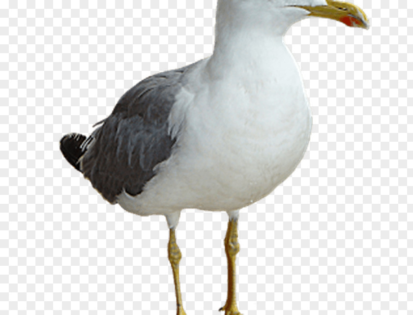Bird Gulls Great Black-backed Gull European Herring Clip Art PNG
