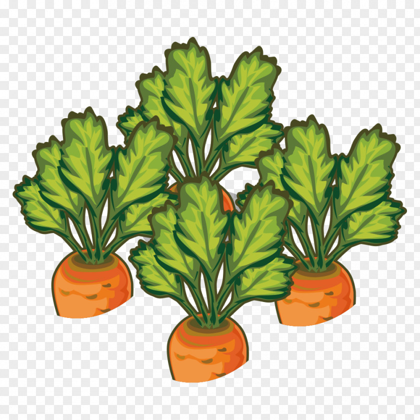 Carrot Vegetable Illustration PNG