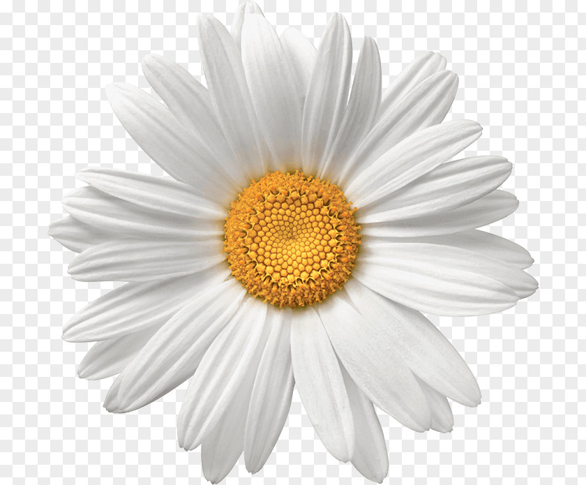 Daisy Common Flower White Stock Photography PNG