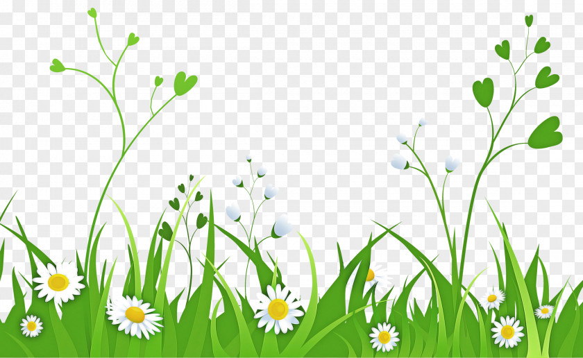 Summer Snowflake Mayweed Green Nature Grass Plant Meadow PNG