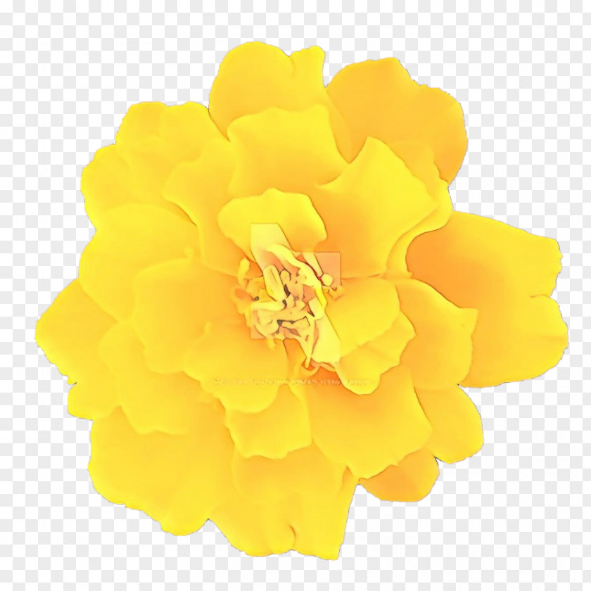 Tagetes Plant White Lily Flower PNG
