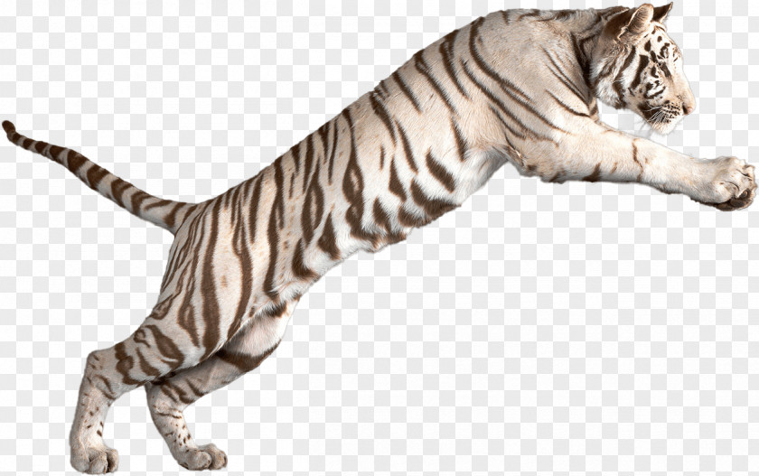 Tail Wildlife Cat Drawing PNG