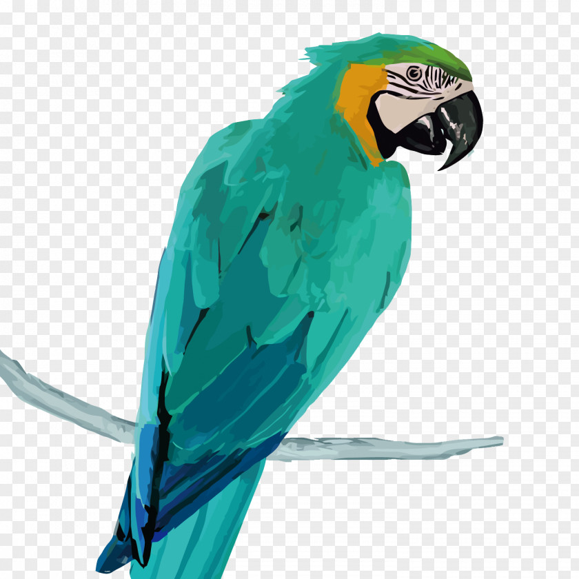 Vector Parrot Amazon Macaw PNG