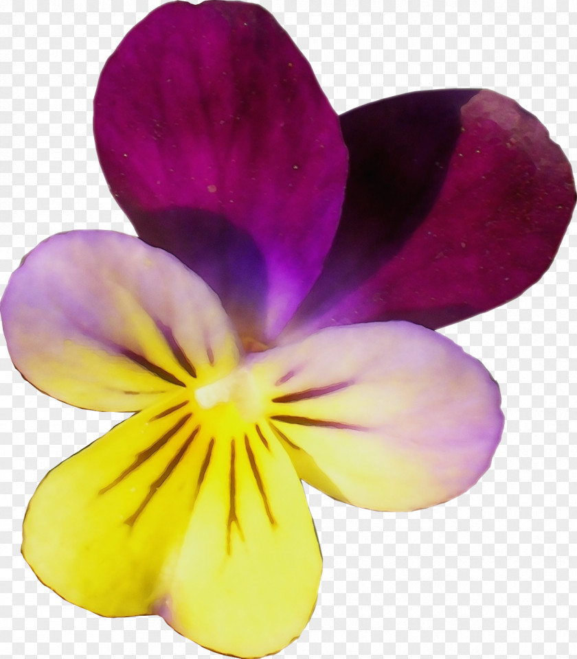 Wildflower Viola Flowering Plant Petal Flower Violet Wild Pansy PNG