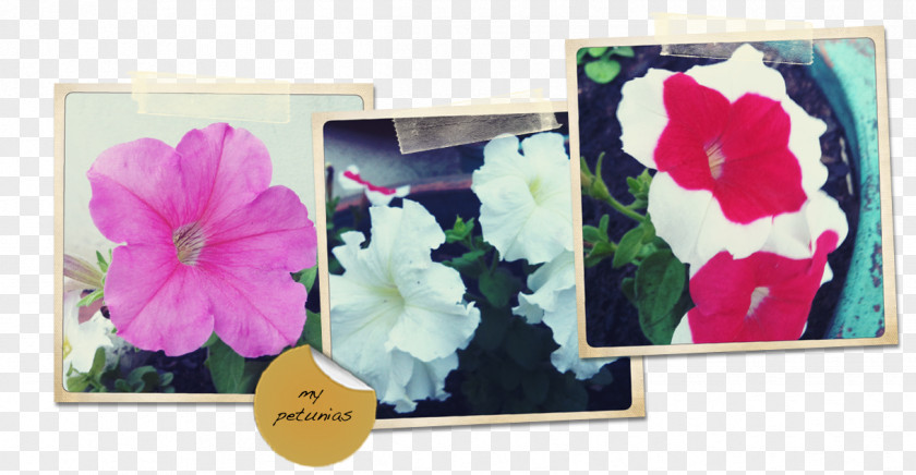 Design Floral Picture Frames Pink M Violet PNG