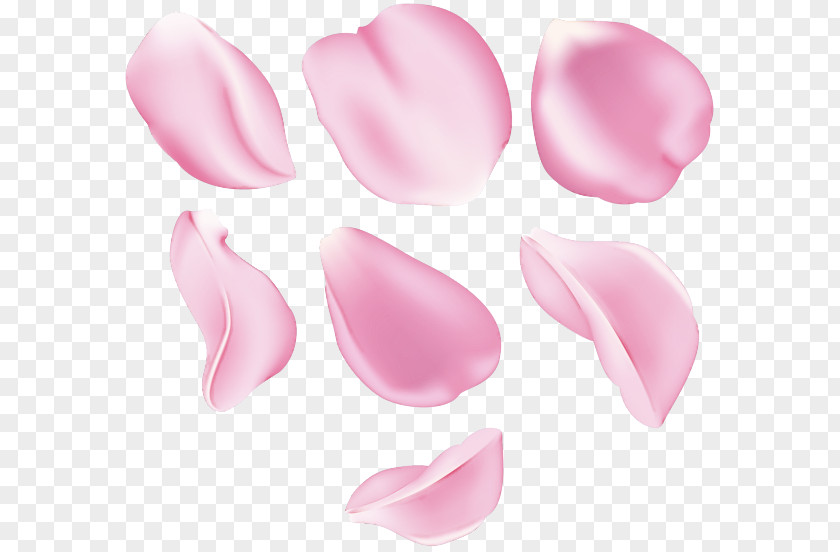 Flower Plant Pink Petal Tulip Herbaceous PNG