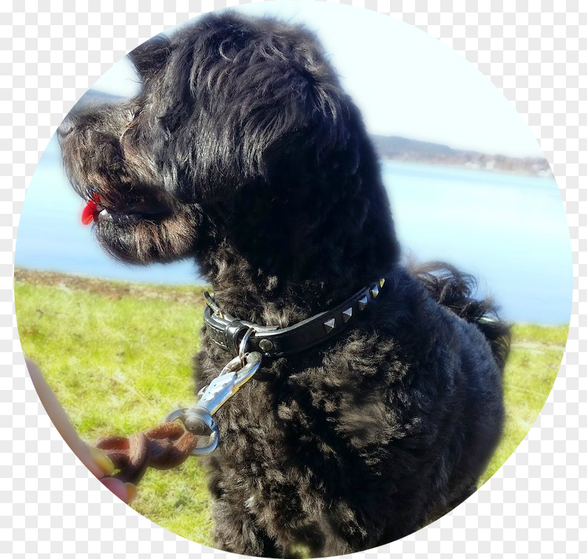 Lhasa Apso Cockapoo Schnoodle Wirehaired Pointing Griffon Portuguese Water Dog Spanish PNG