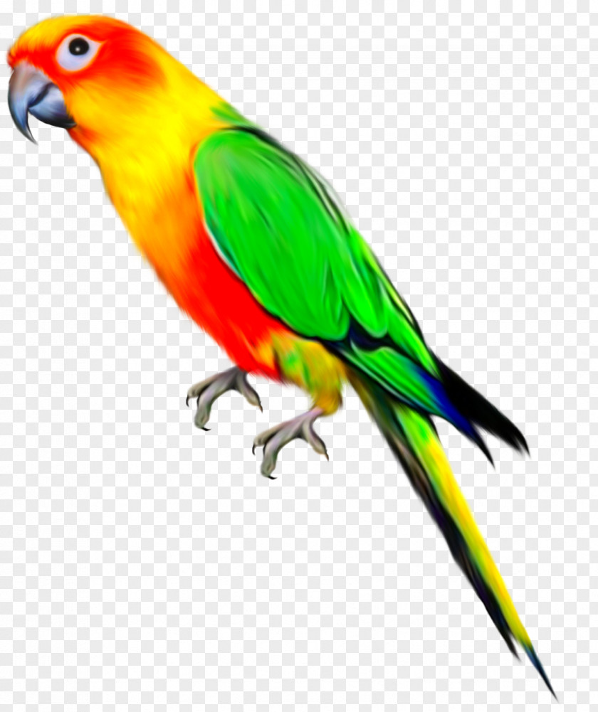Parrot Parrots Of New Guinea Bird Budgerigar PNG