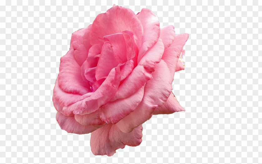 Rose Desktop Wallpaper Garden Roses Image Resolution Nature PNG