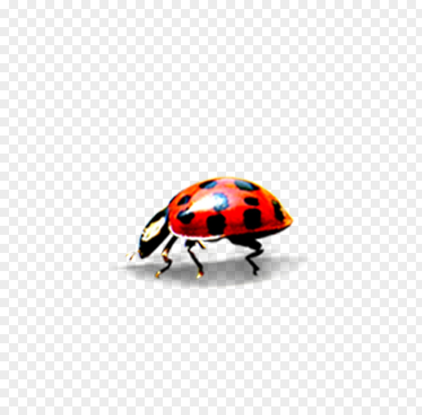 A Small Bug Ladybird Clip Art PNG