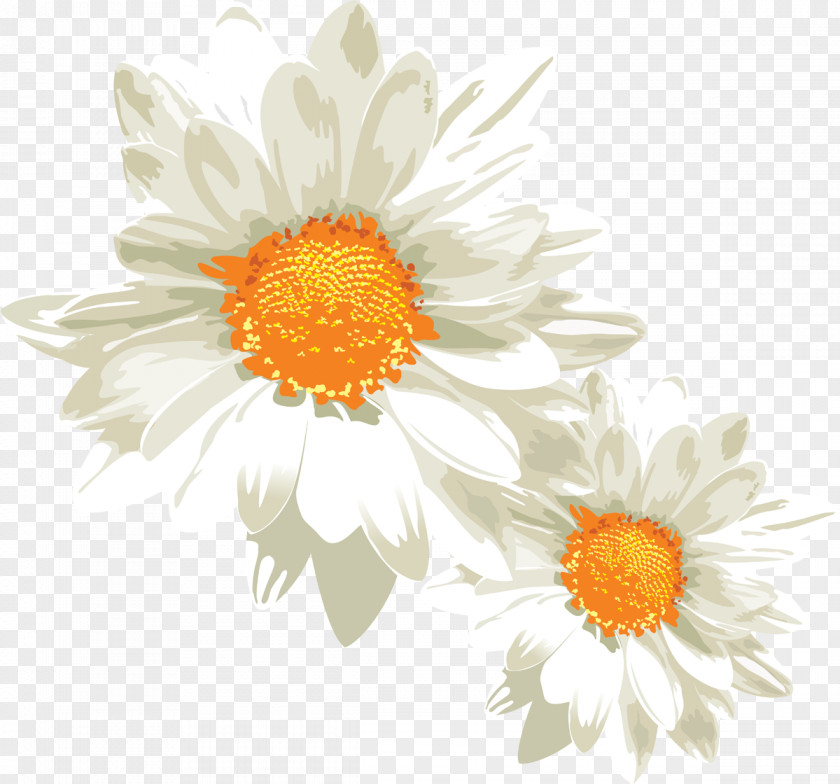 Camomile German Chamomile Clip Art PNG