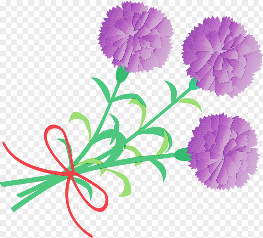 Flower Pink Plant Carnation Pom-pom PNG