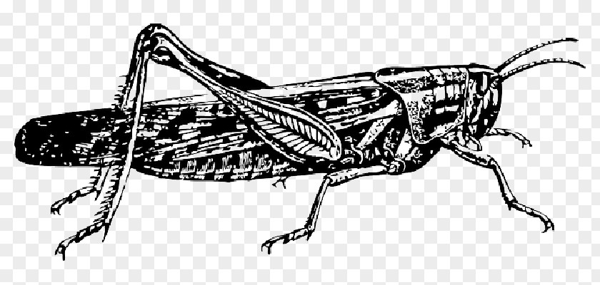 Insect Drawing The Ant And Grasshopper Locust PNG