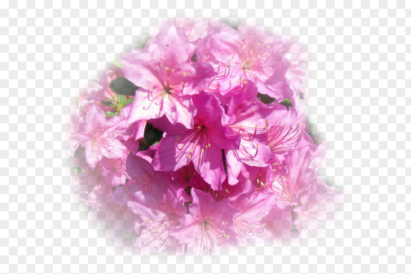 Peony Floral Design Cut Flowers Cherry Blossom PNG