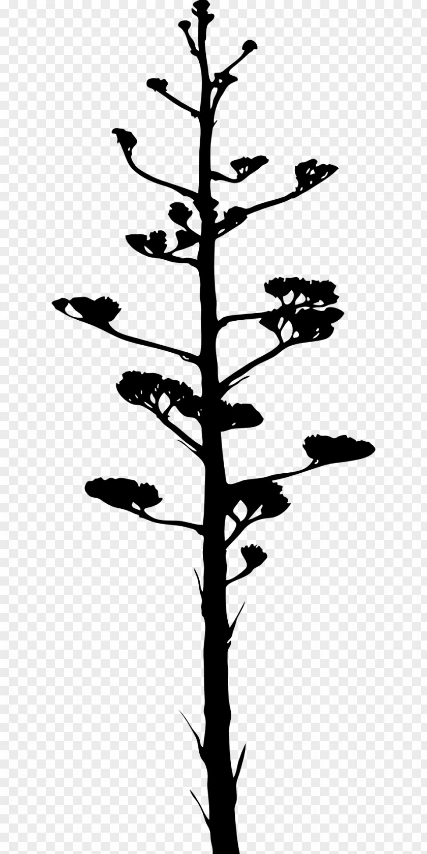 Branches Silouhette Agave Azul PNG