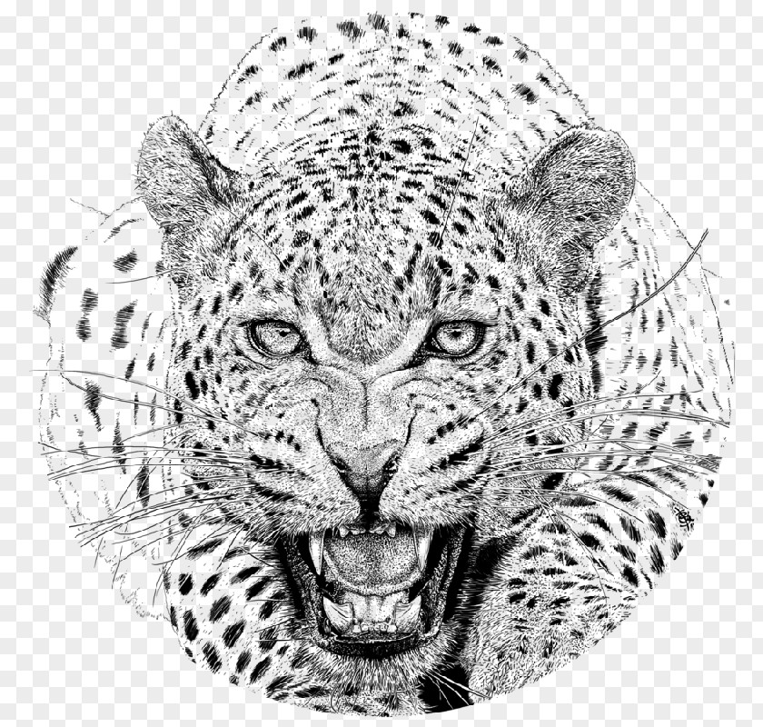 Cheetah Jaguar Drawing Snow Leopard African PNG