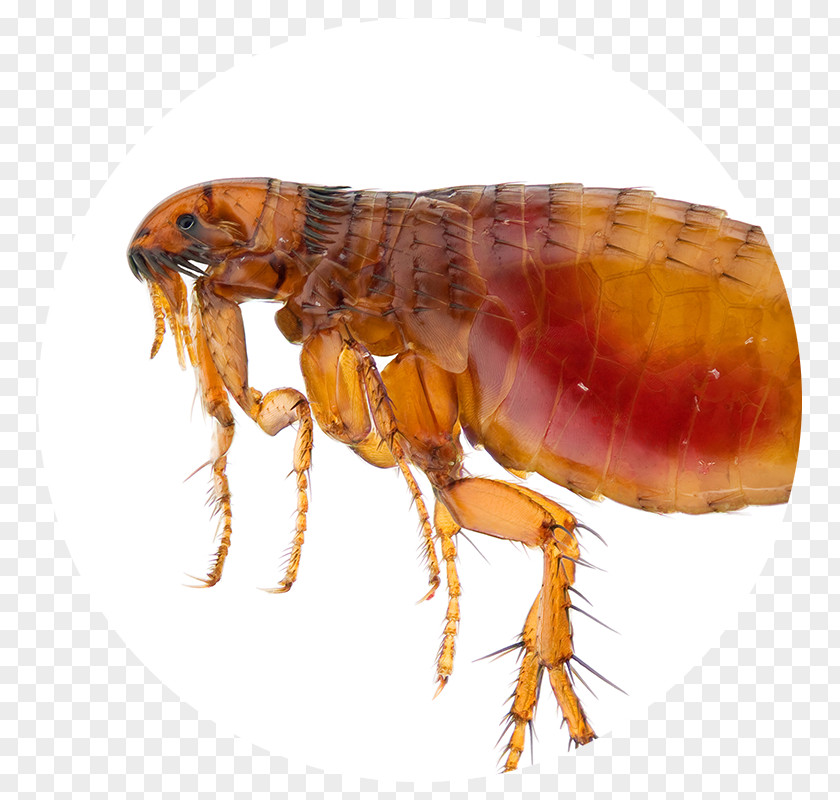 Flea Cat Bubonic Plague Infestation PNG