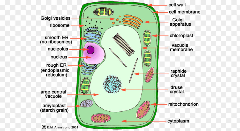 Restaurant Brochure Design Plant Cell Organelle Nucleus PNG